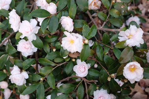 Autumn magic pearl white camellia